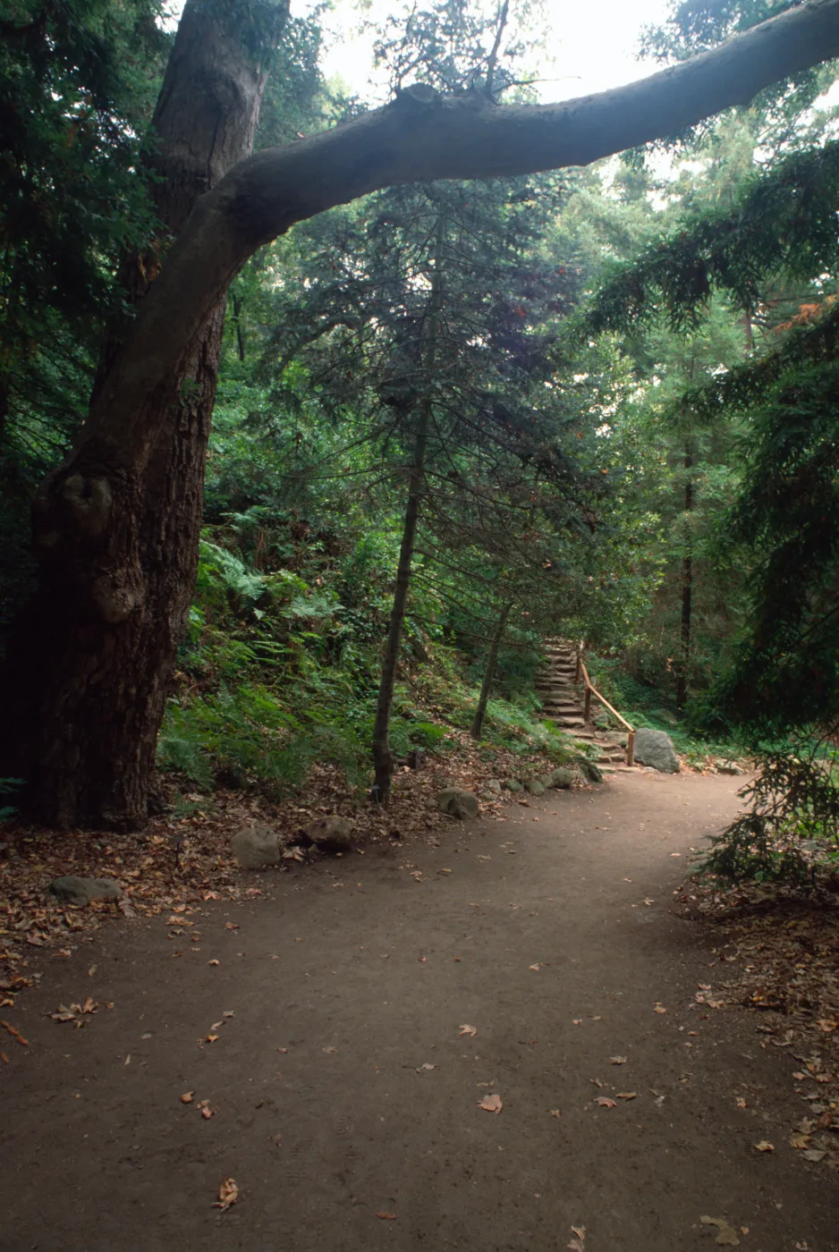 Redwood Section