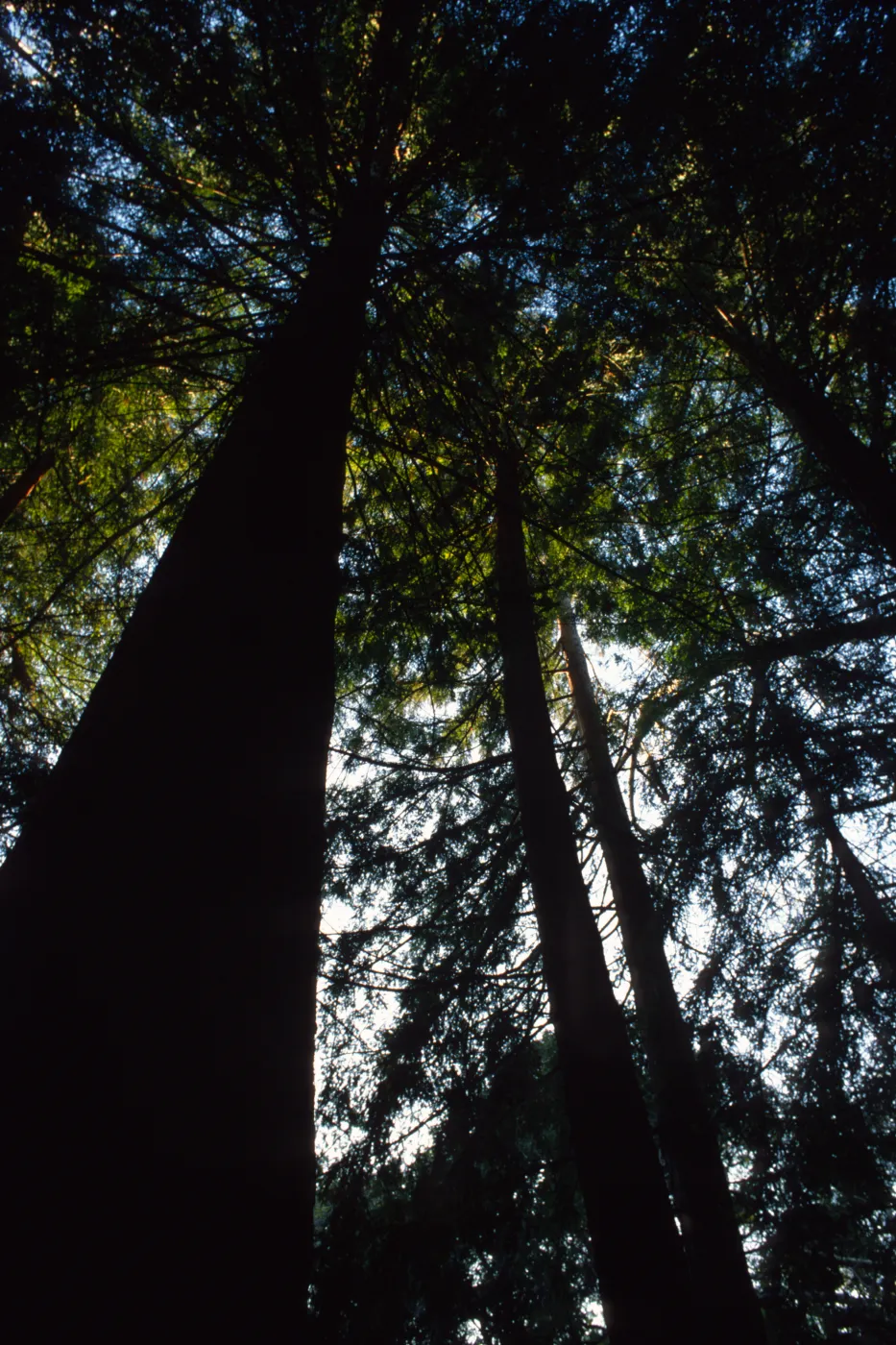 Redwood Section
