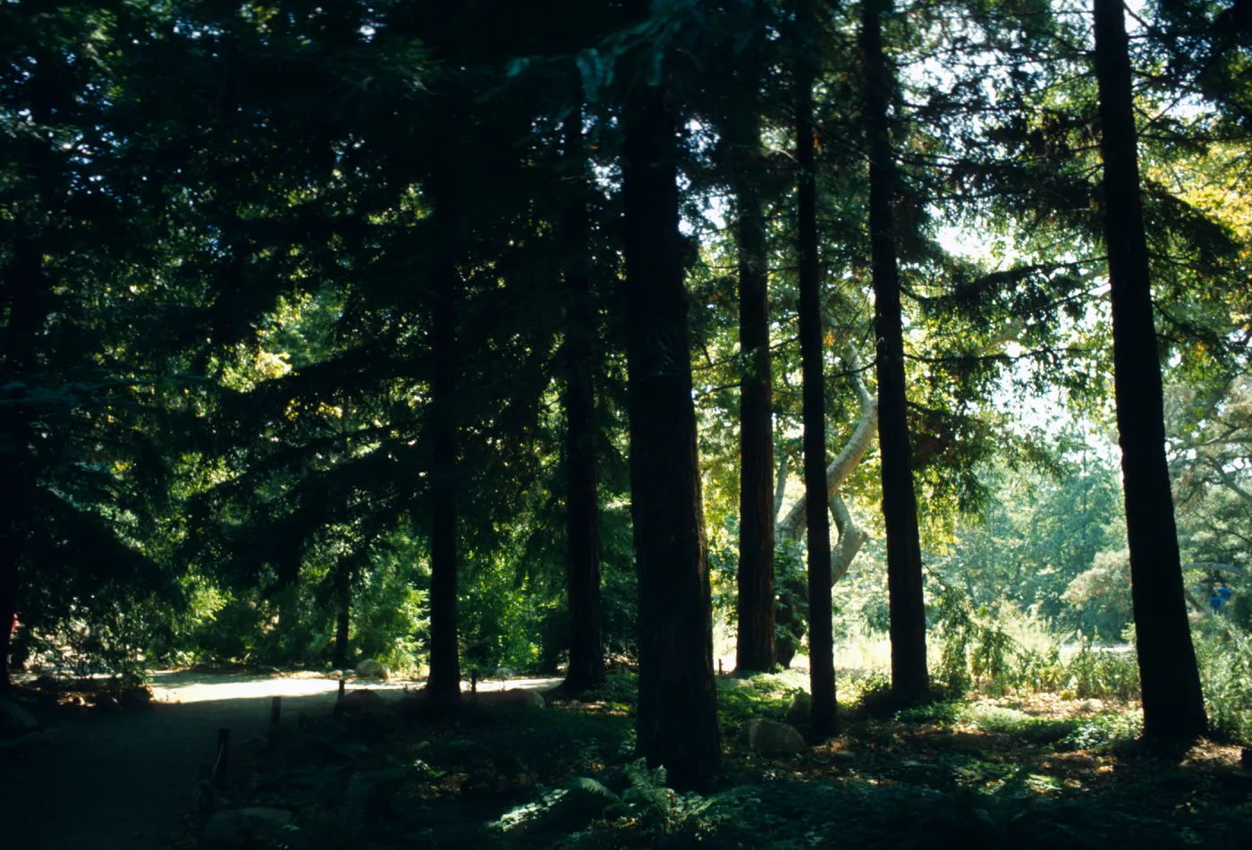 Redwood Section