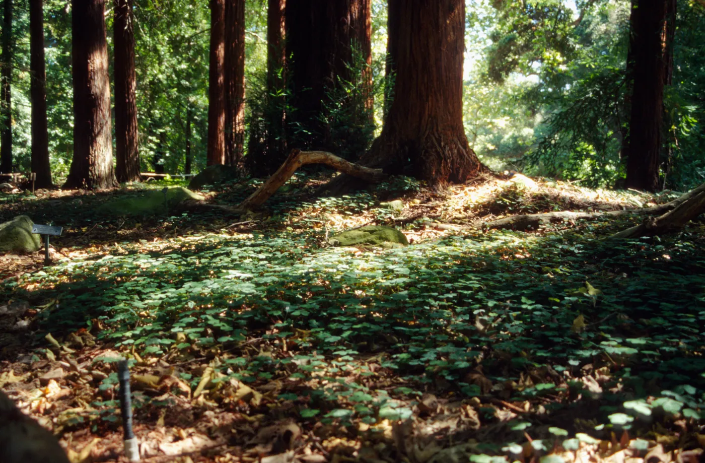 Oxalis oregana in Redwood section