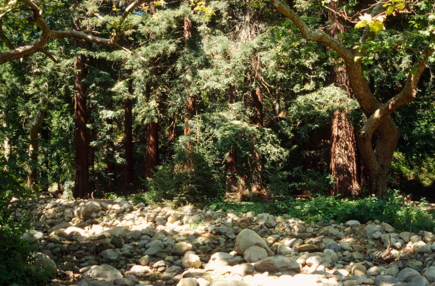 Redwood section from westside of Mission Creek