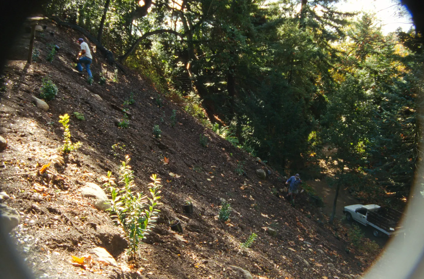 Redwood Slope Restoration Project