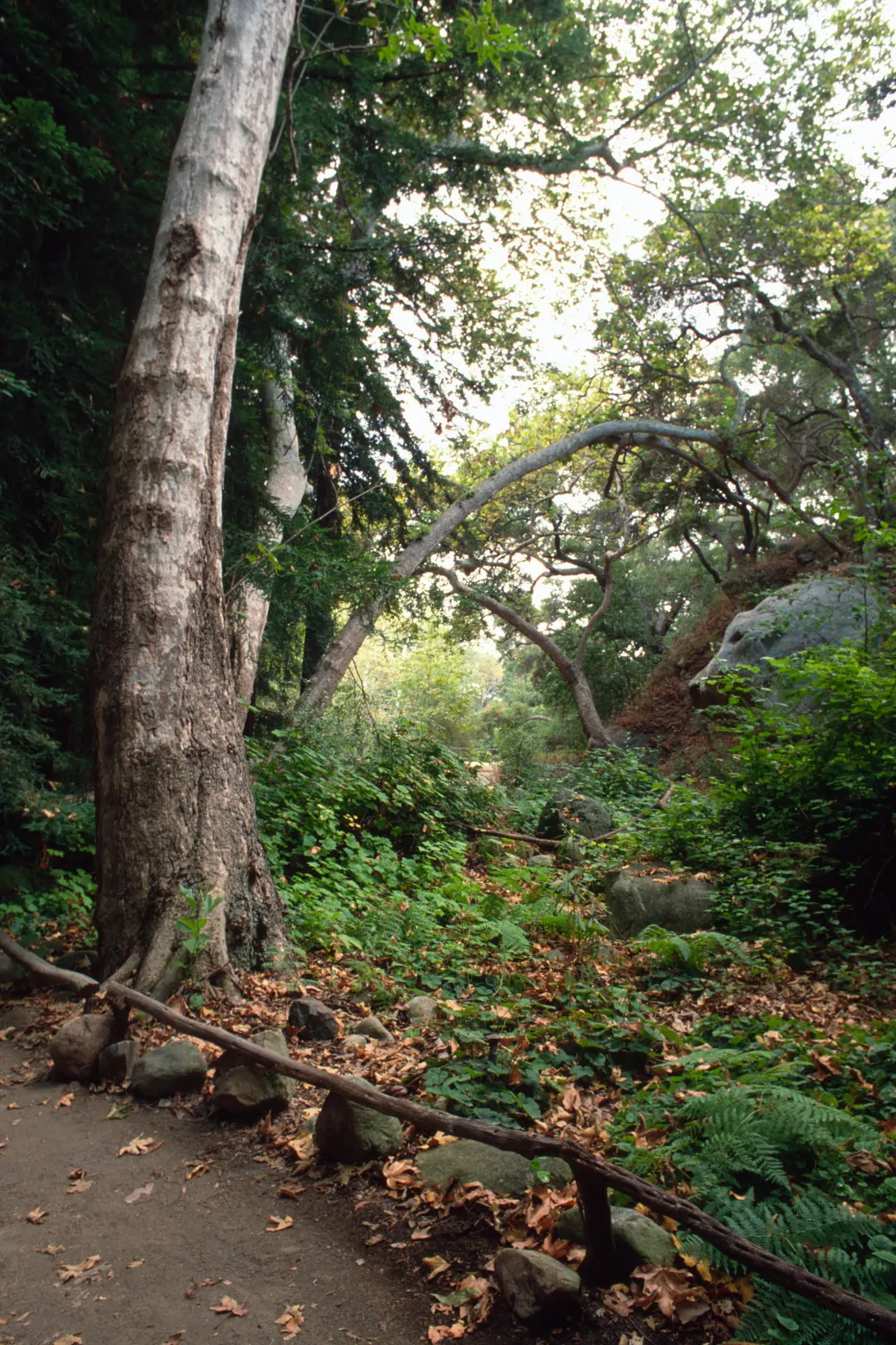 Redwood Section