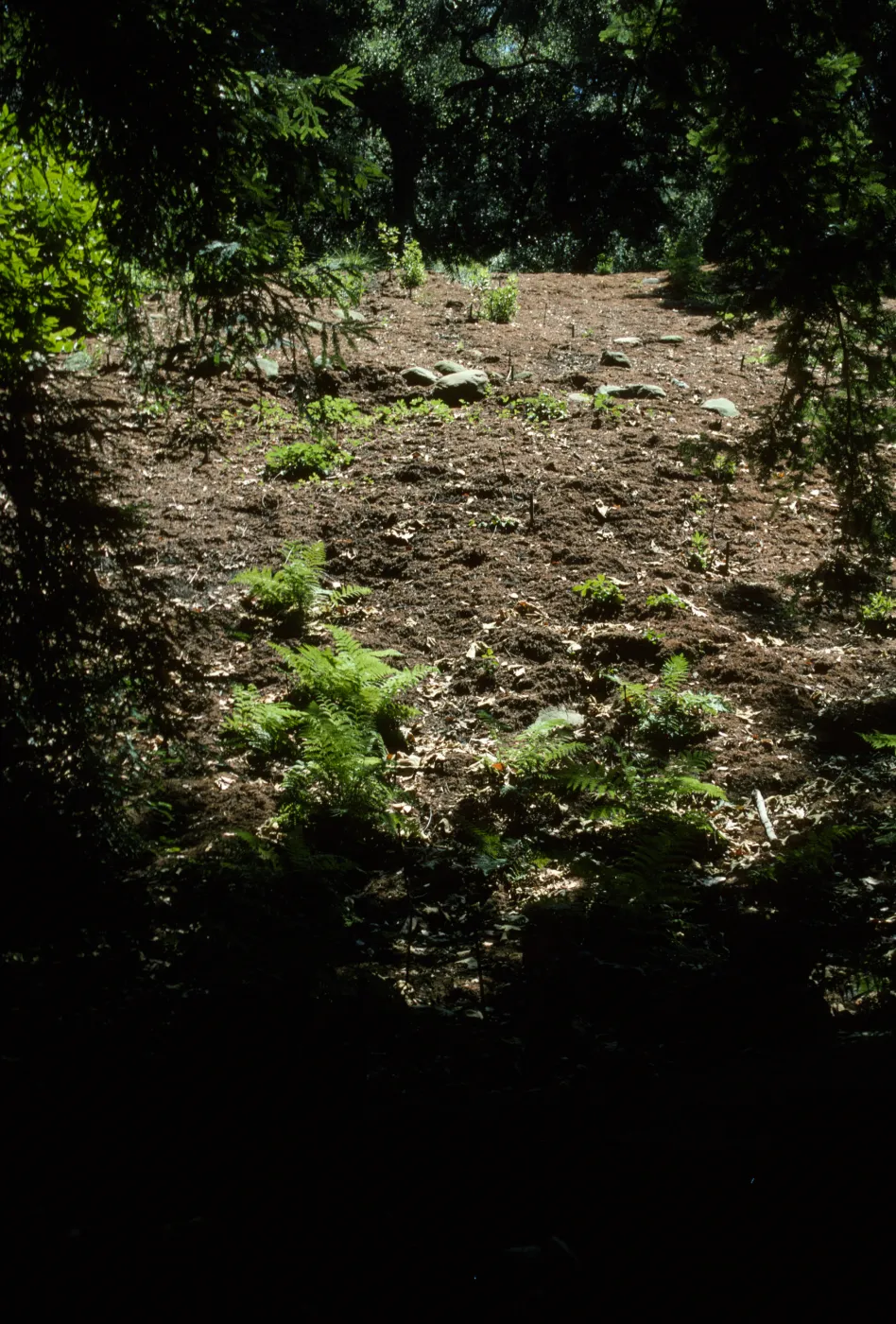 Redwood Section Slope from the Bottom