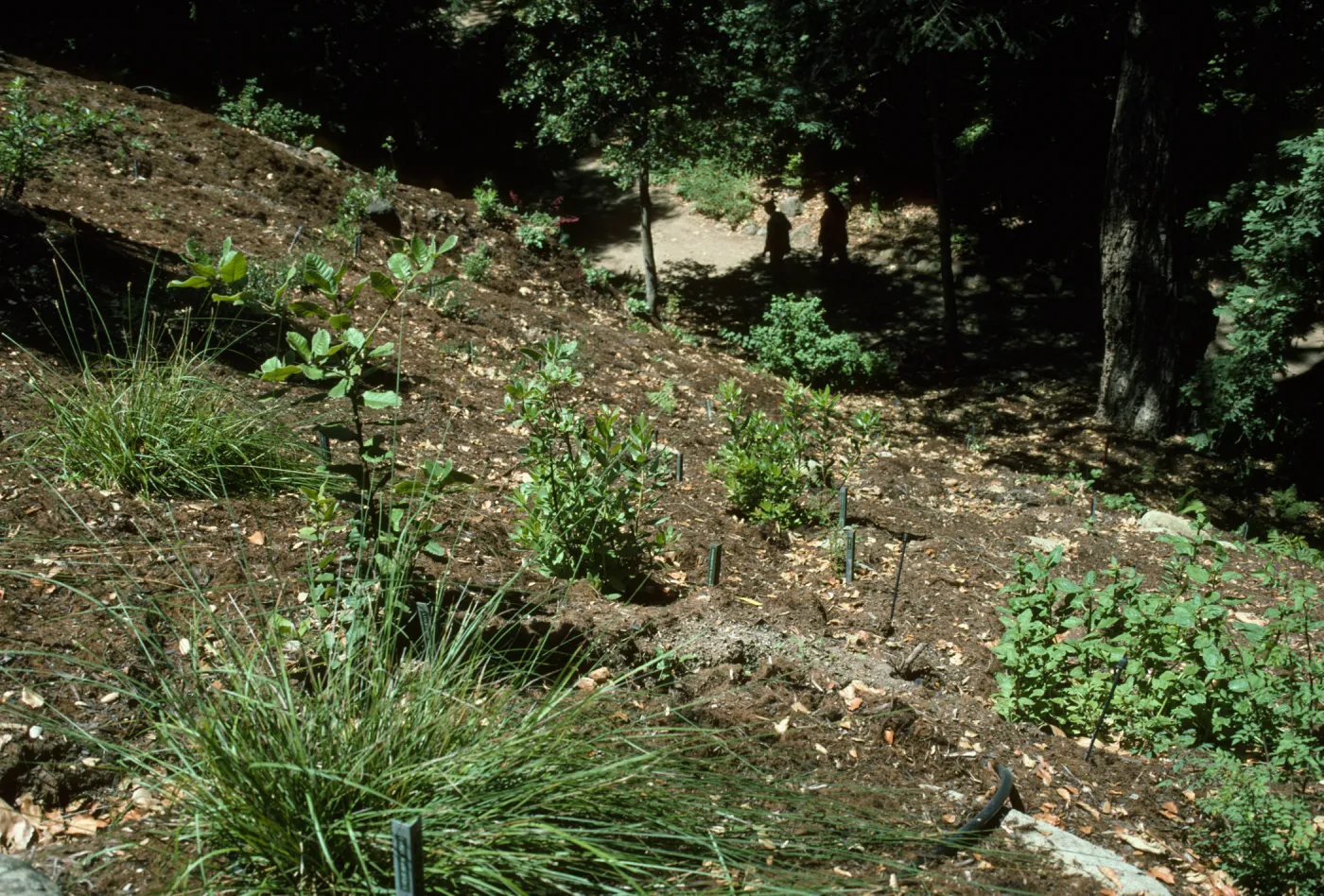 Redwood Section Slope from Above