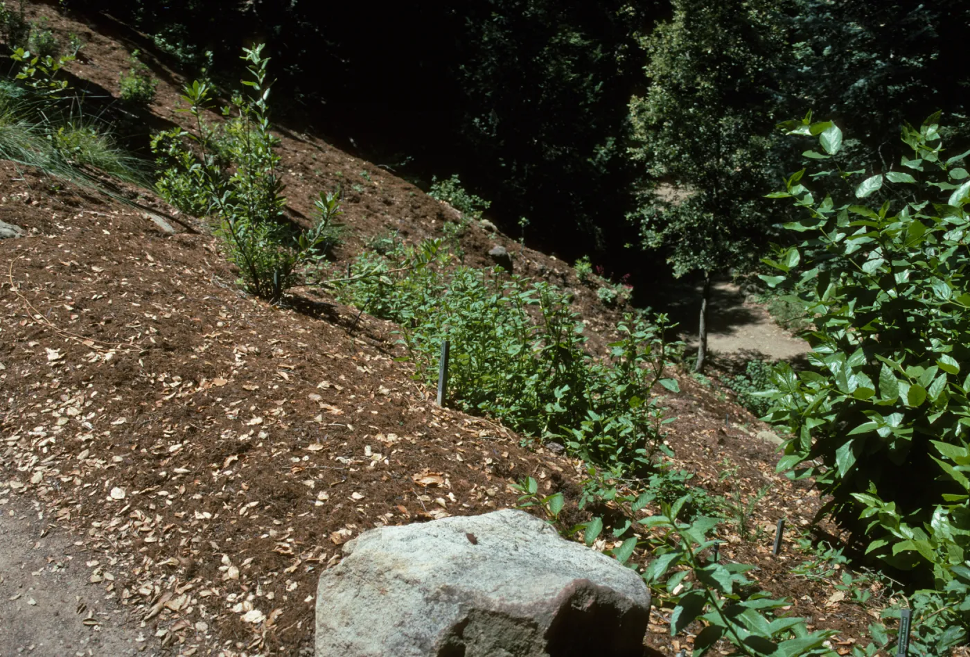 Redwood Section Slope from Above