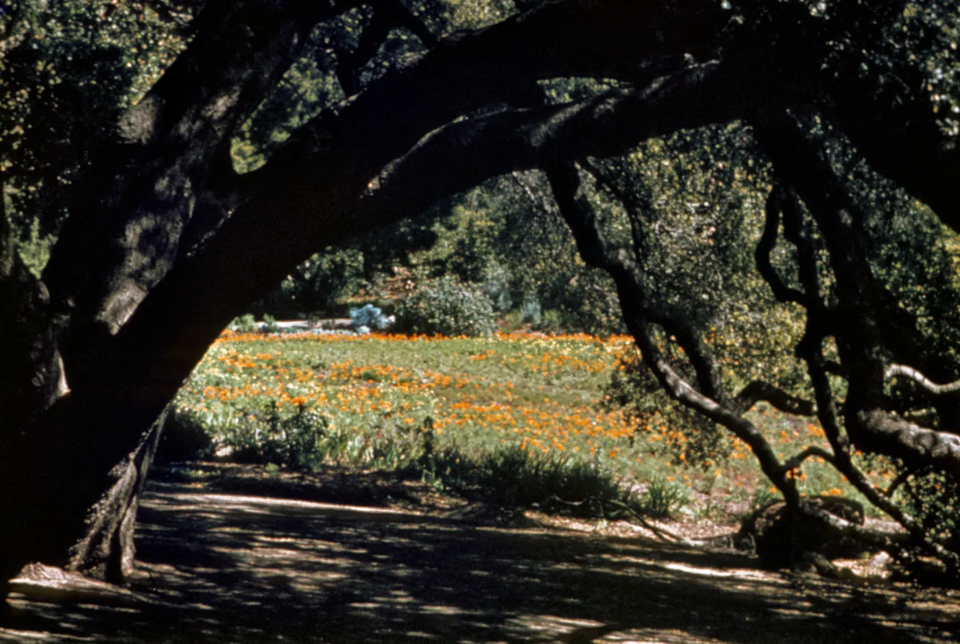 Blooming Meadow from Under the Oaks