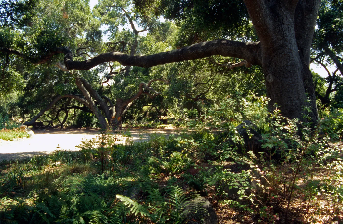 Meadow Oaks