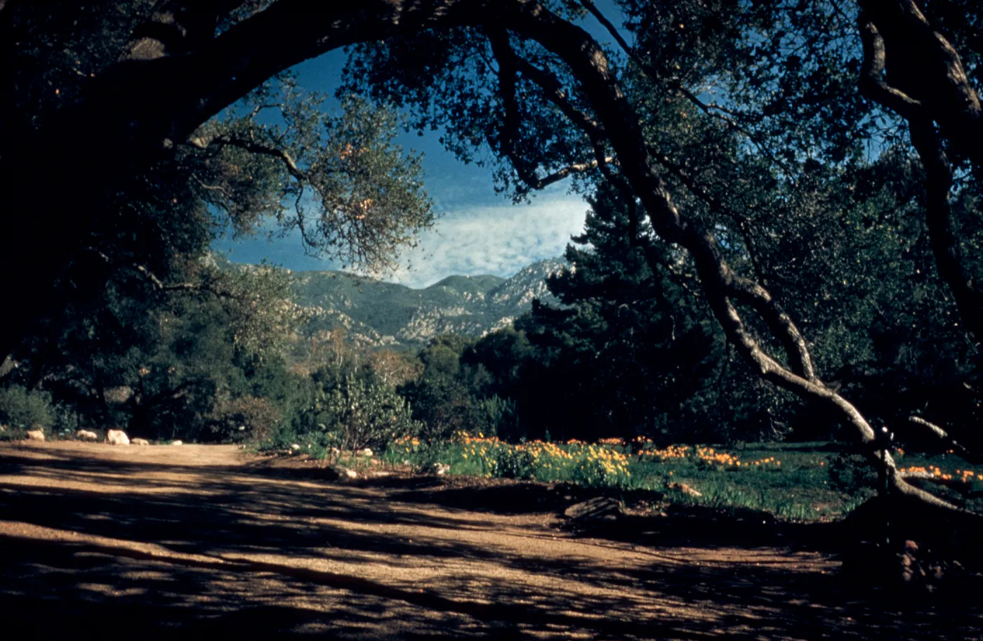 The Meadow from Under the Oaks, path along west side of Meadow