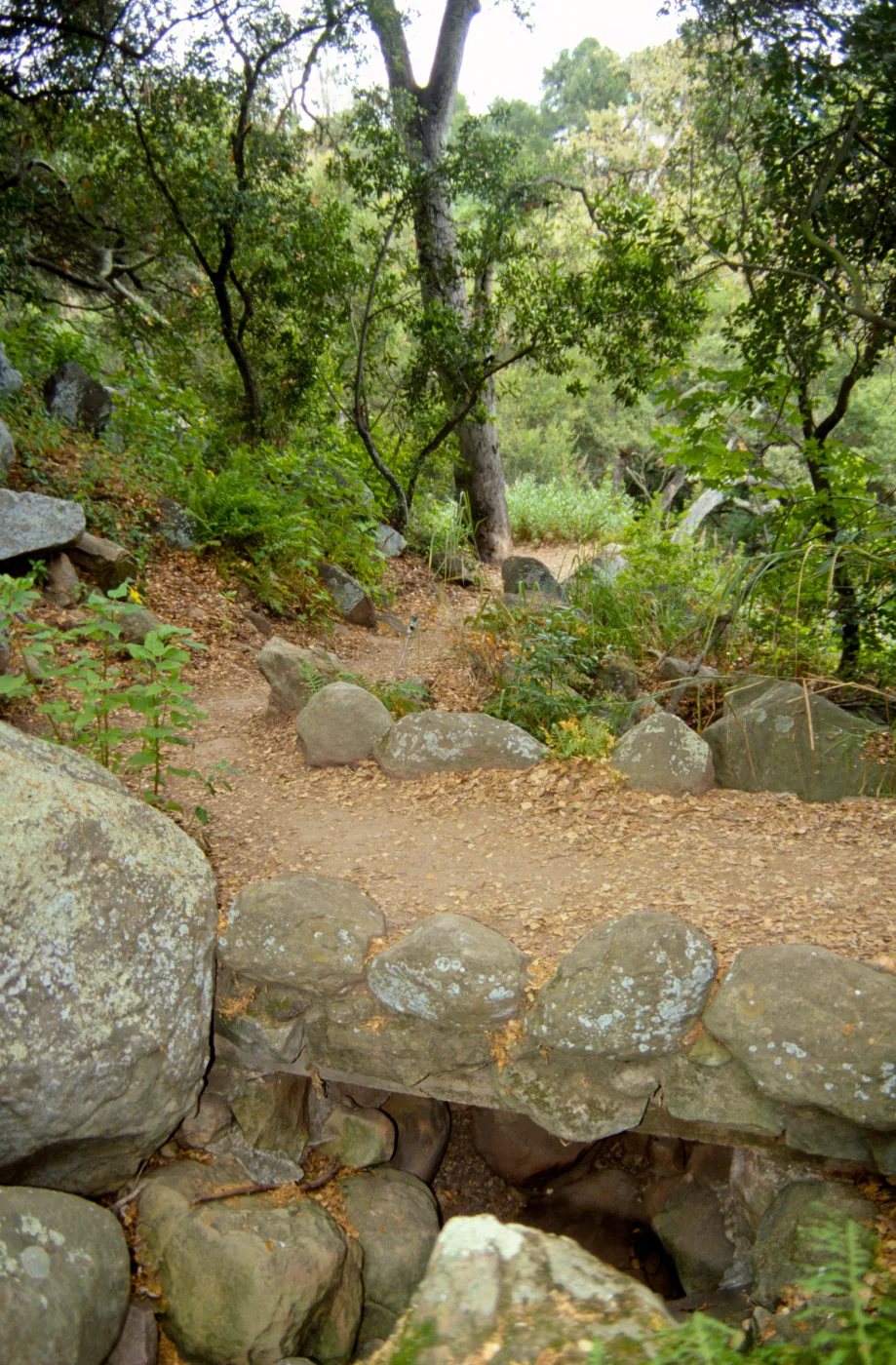 foot bridge on the Pritchett Trail