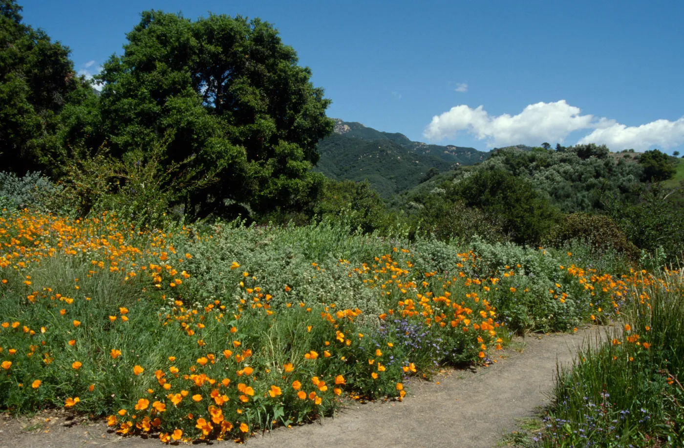 Porter Trail in the Spring