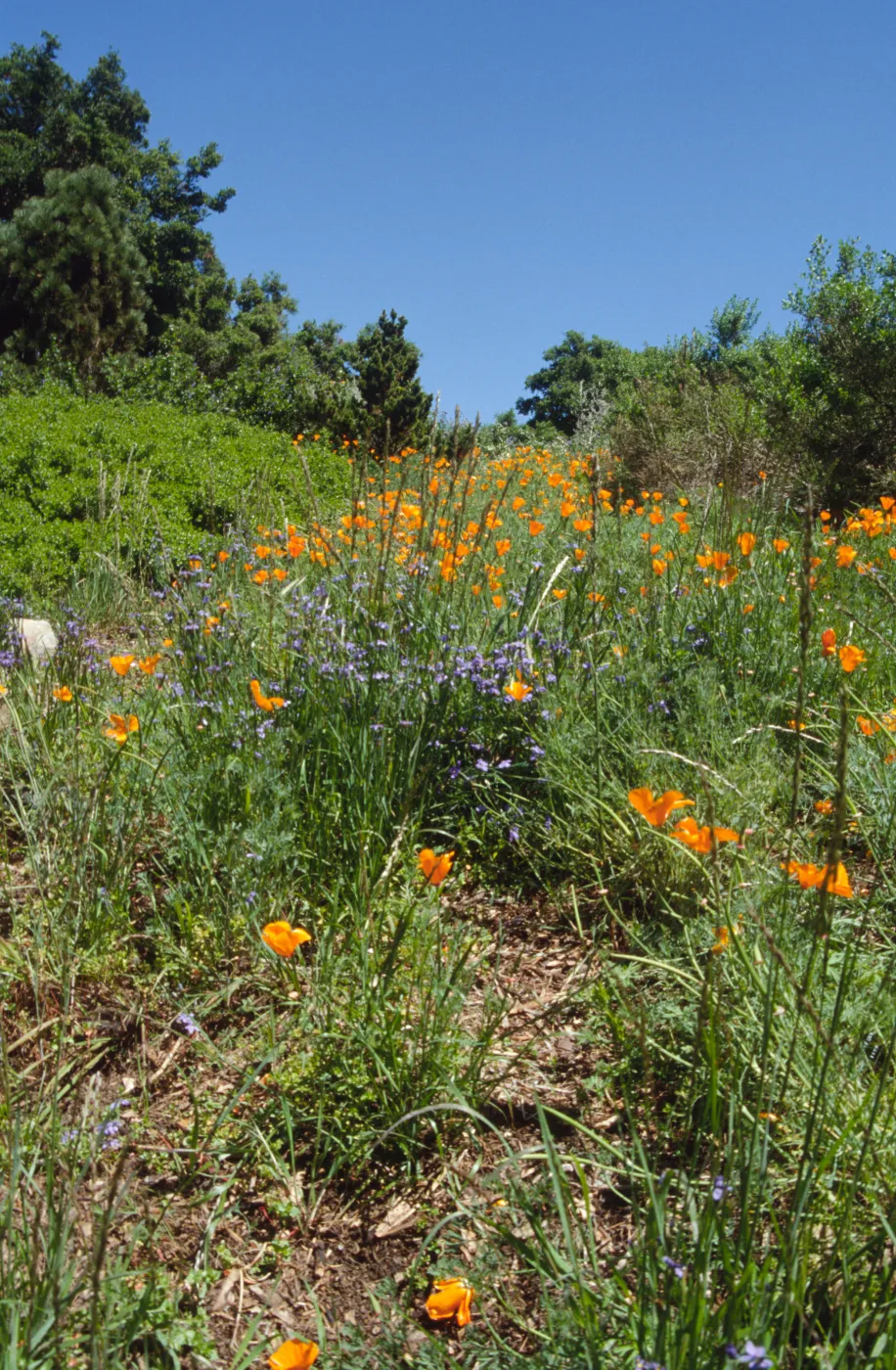 Poppies on the Porter Trail, Spring 2001