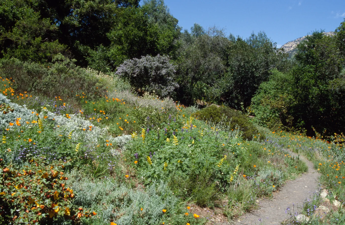 Spring on the Porter Trail, wildflowers on the east slope