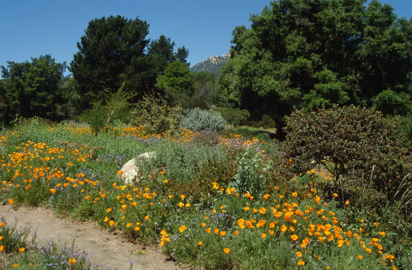 Wildflowers along Porter Trail