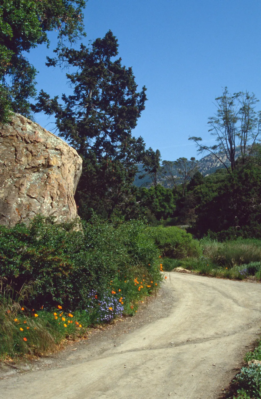 Blaksley Boulder & Douglas Fir