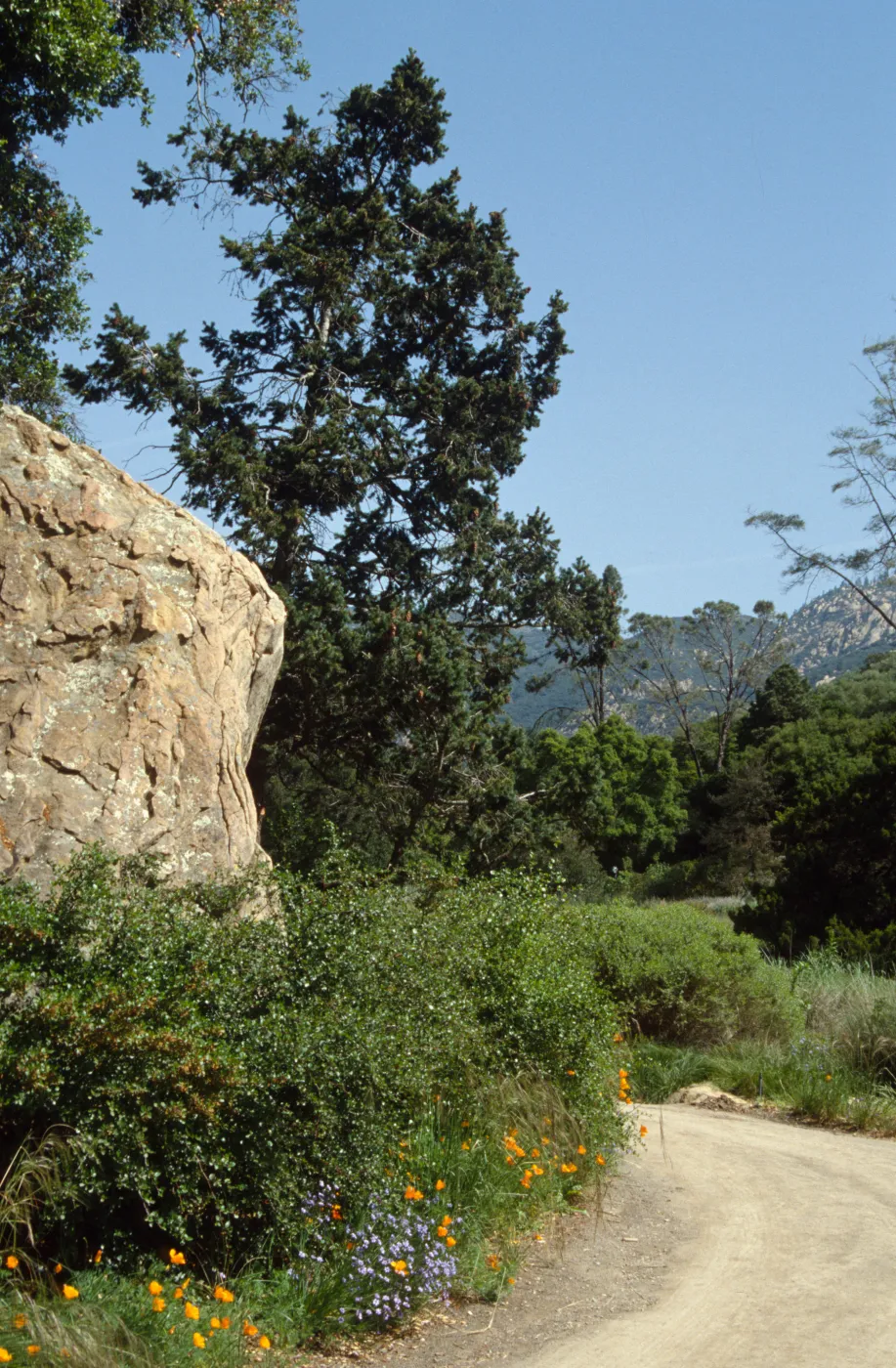 Blaksley Boulder & Douglas Fir