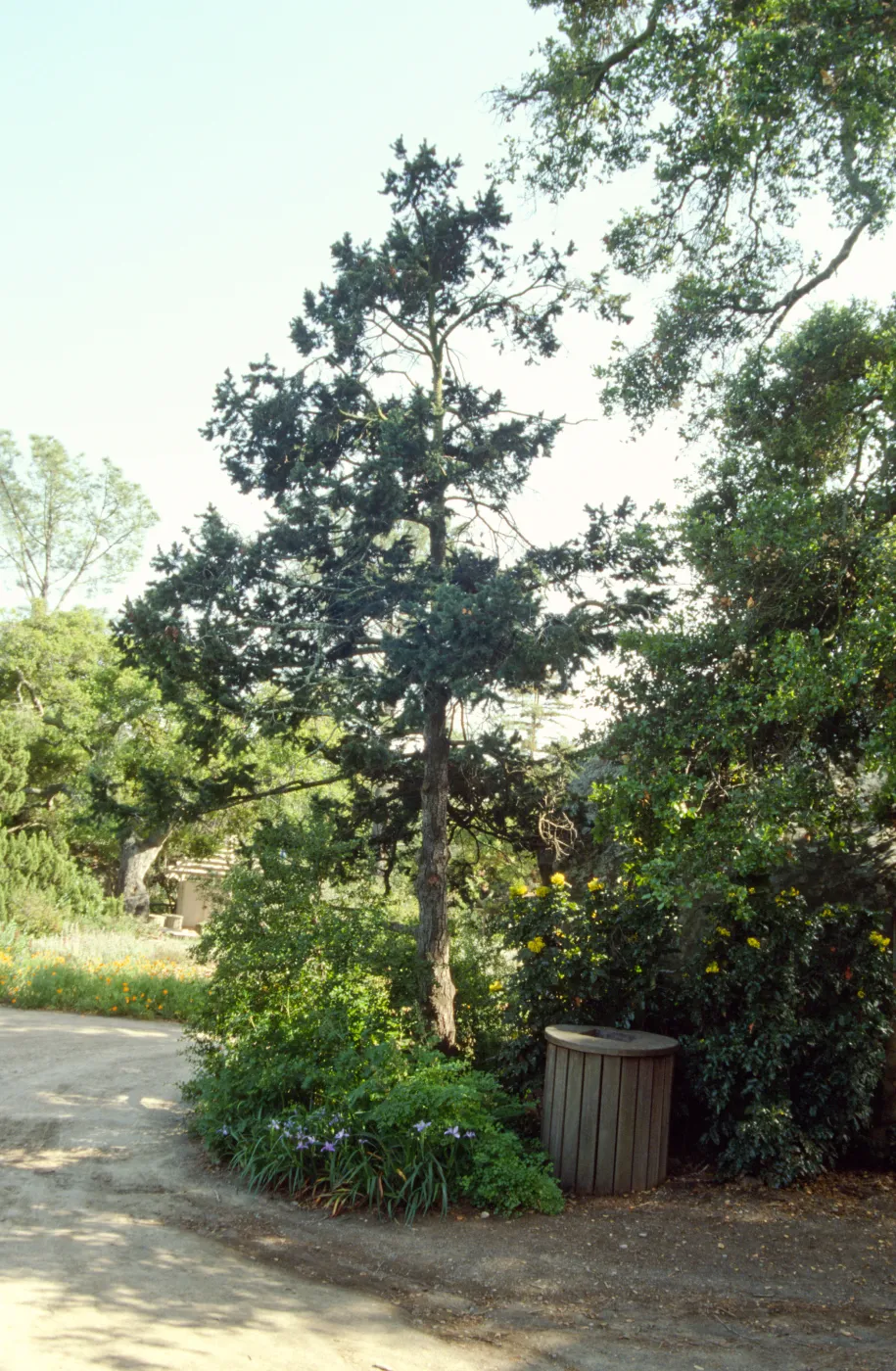 Douglas Fir in Meadow, backside of Blaksley Boulder