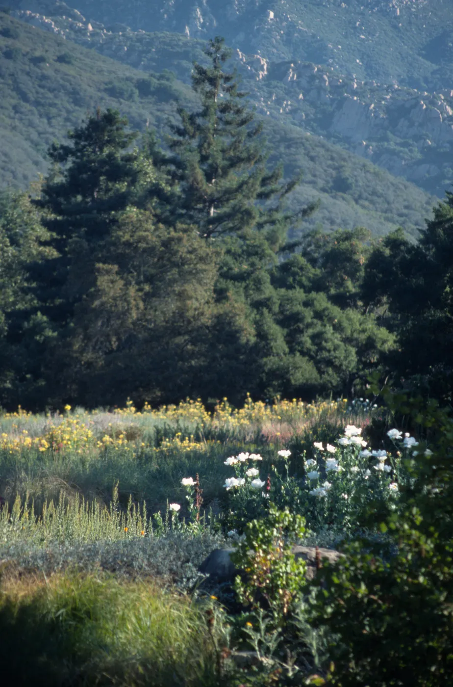Top of Meadow, Matilija Poppies and evening primrose in bloom