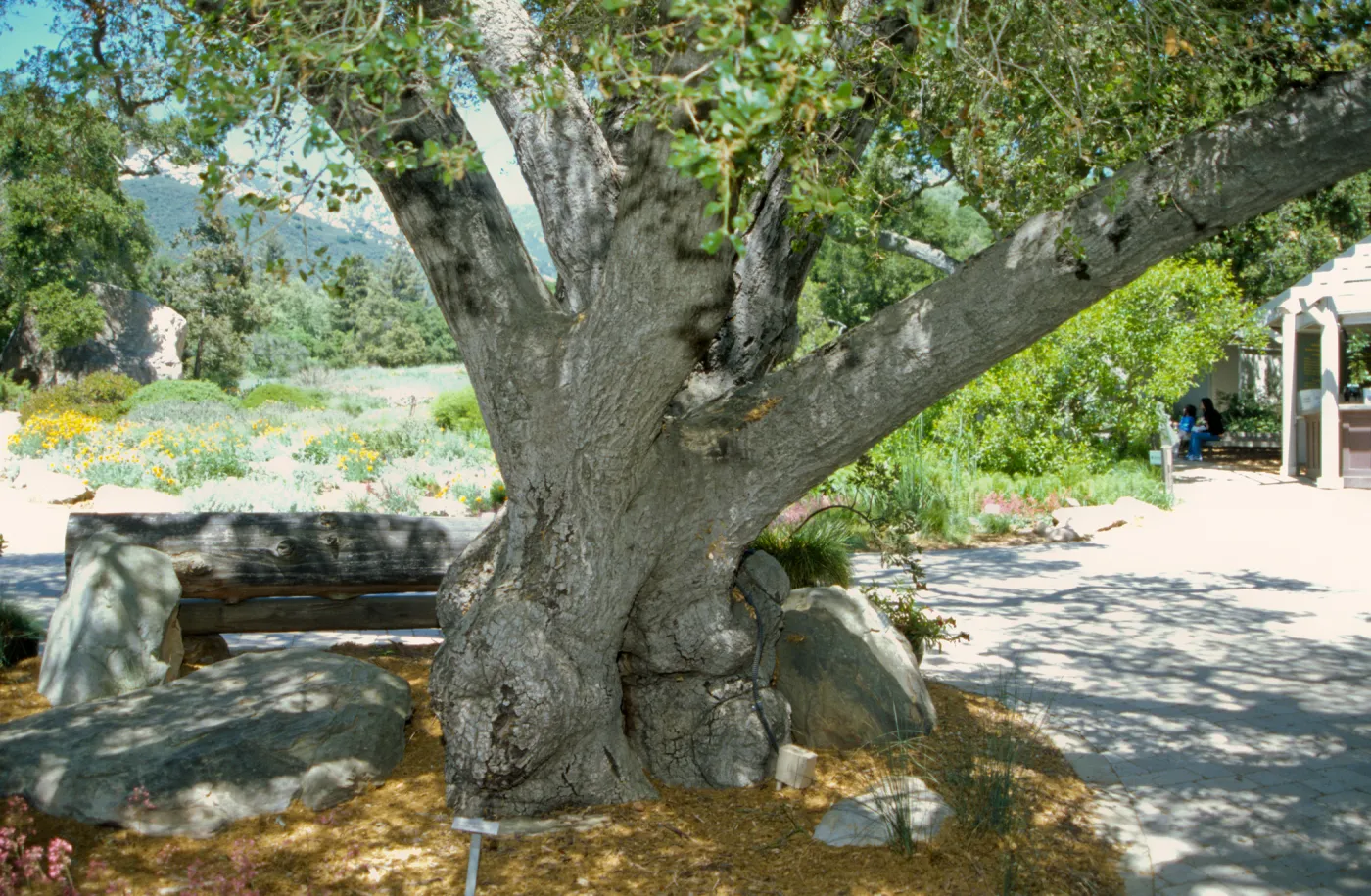 wood bench, Entrance Oak (Coastal Live Oak)