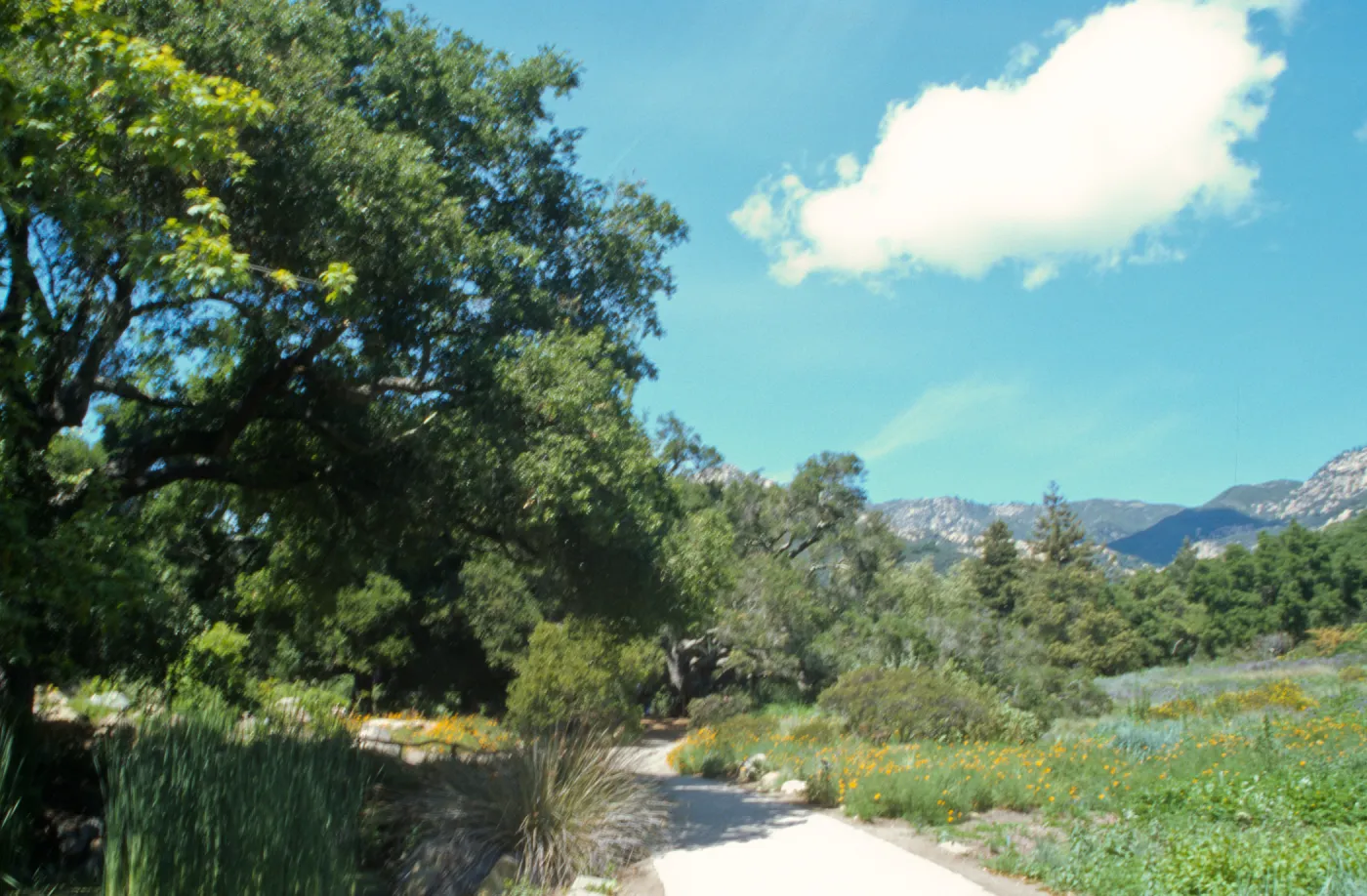 Pavered Path between Meadow & Pond