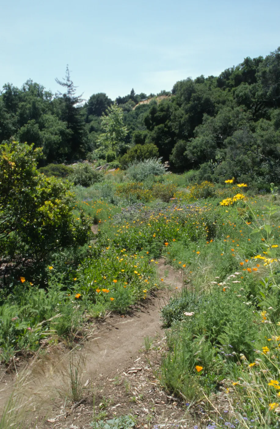 Garden Path in the Meadow