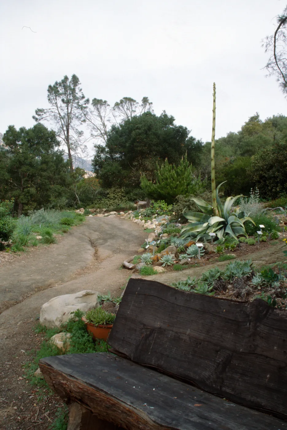 Wood bench along eastern Meadow path, Dudleya (liveforevers) Display