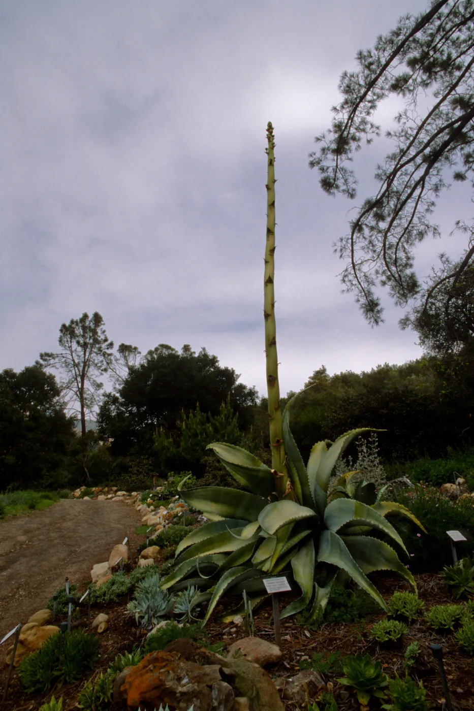 Agave sobria with tall inflorescence in Dudleya Display