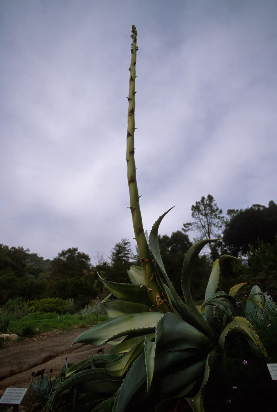 Agave sobria with tall inflorescence in Dudleya Display