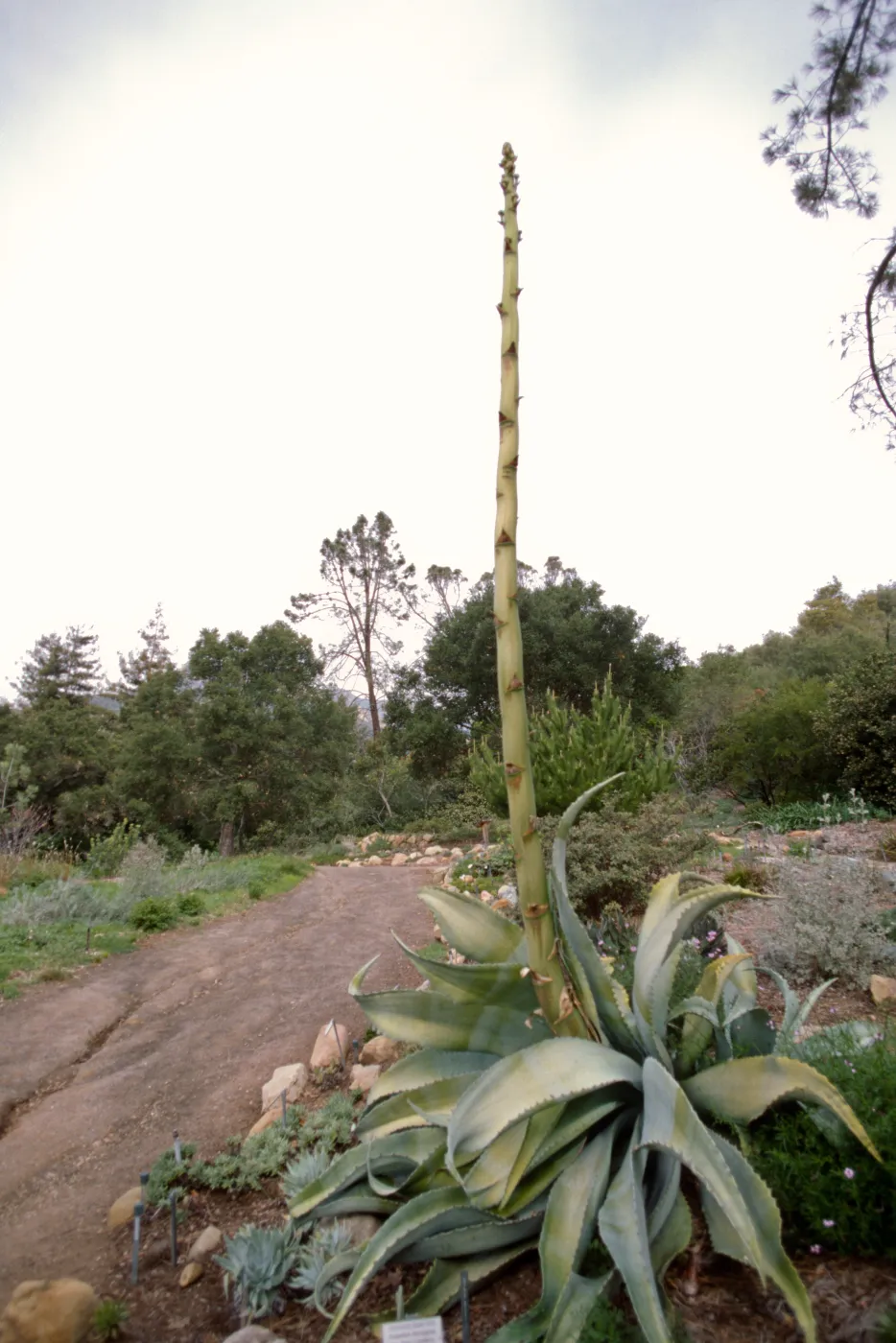 Agave sobria with tall inflorescence in Dudleya Display