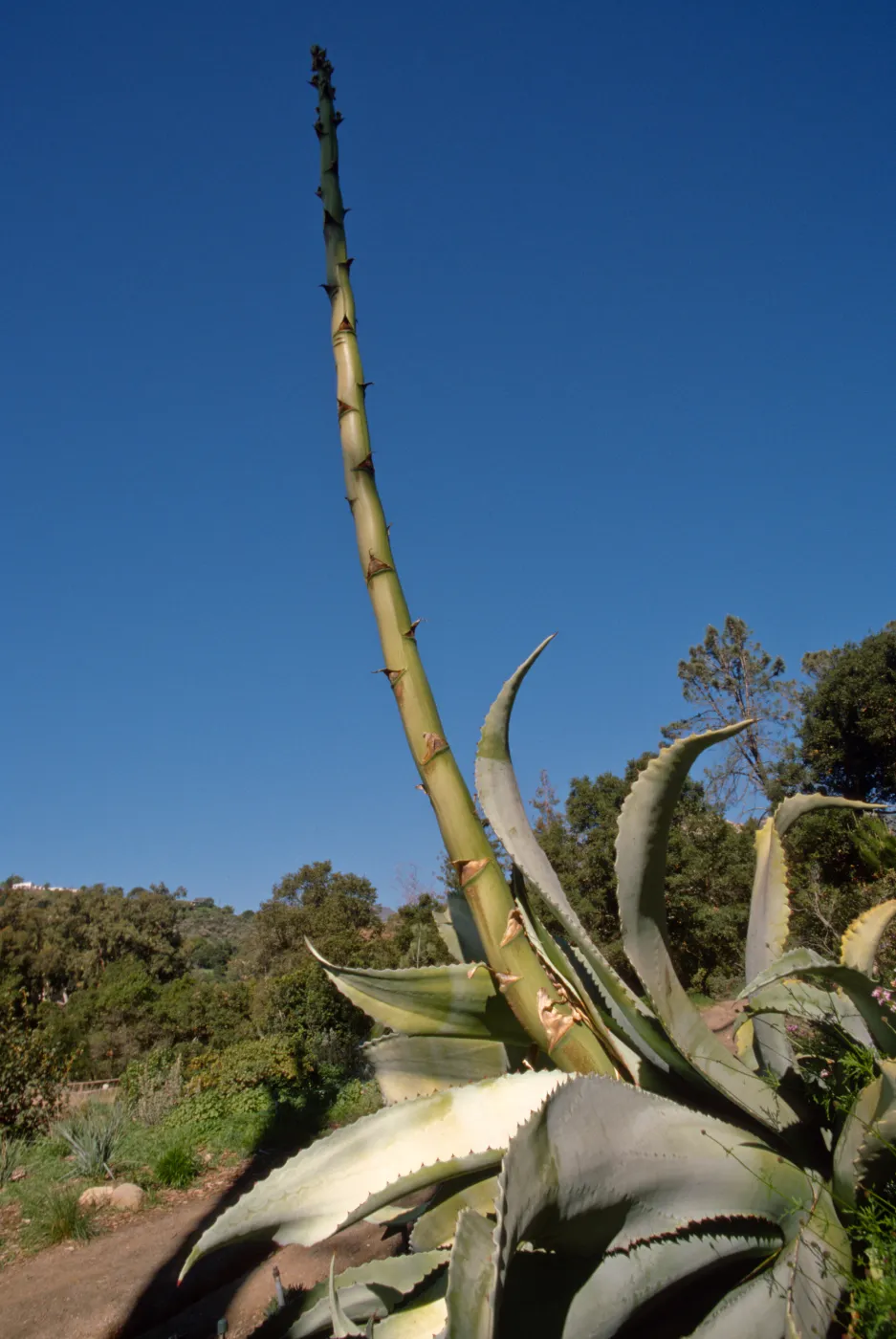 Agave sobria with tall inflorescence in Dudleya Display