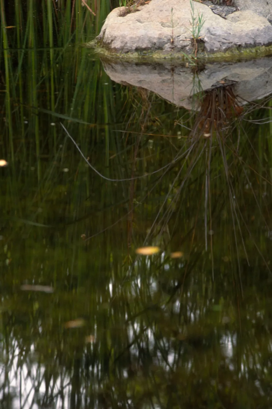 Reflection in garden pond near meadow, ©Alan Weisskopf
