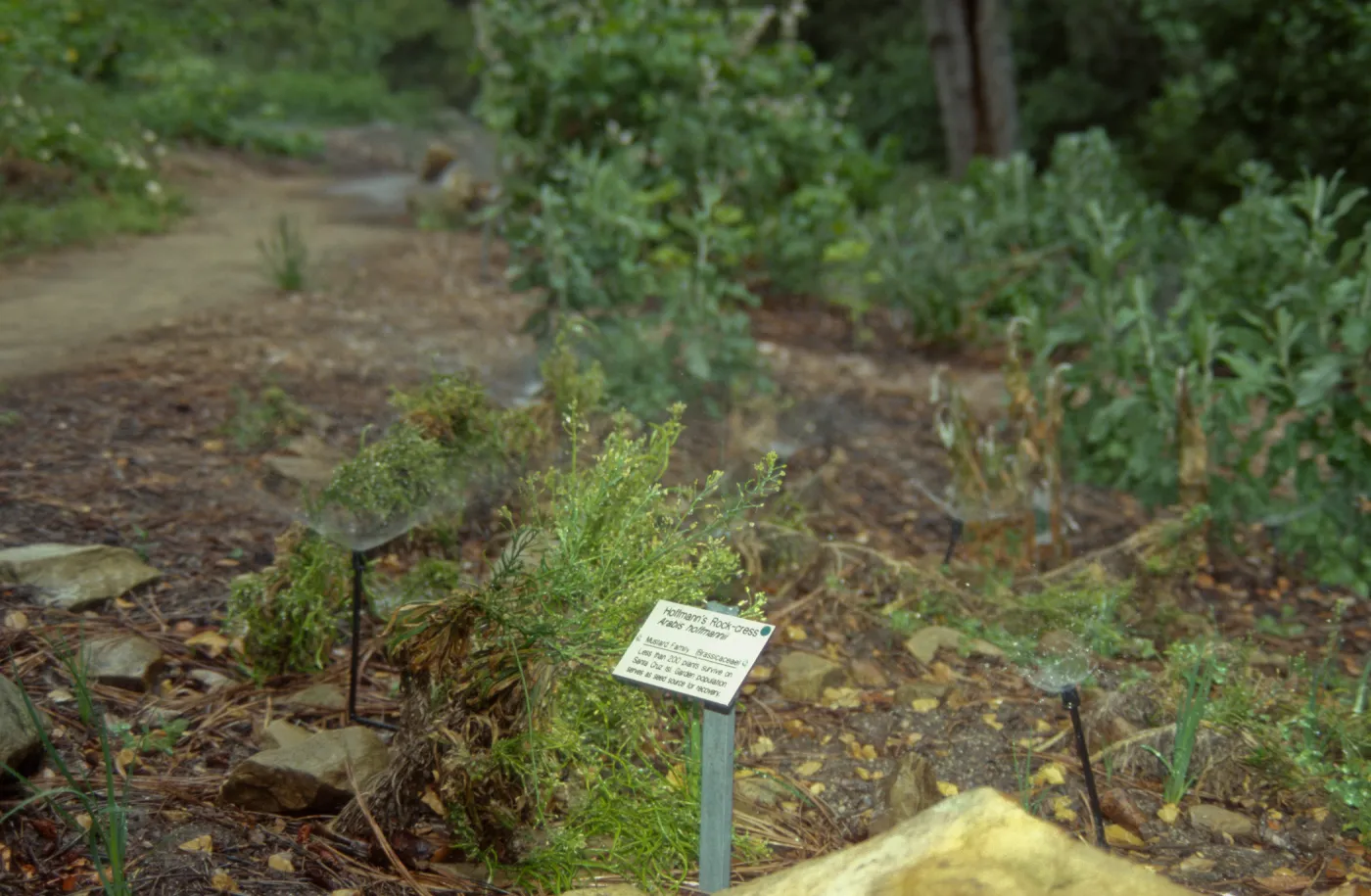 Arabis hoffmannii in Island Section, with public information label and irrigation heads