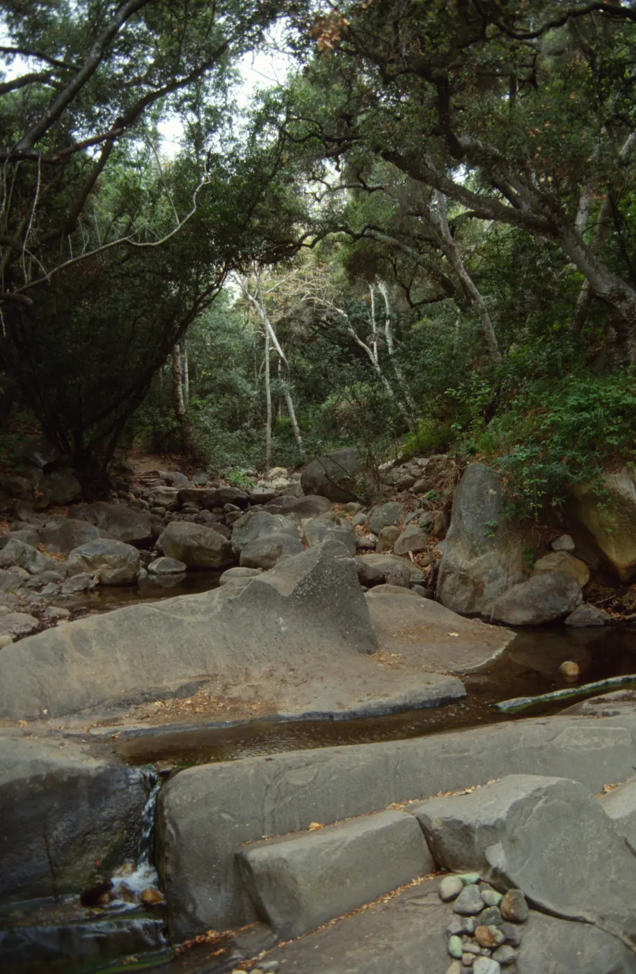 looking up Mission Creek with boulders and oaks
