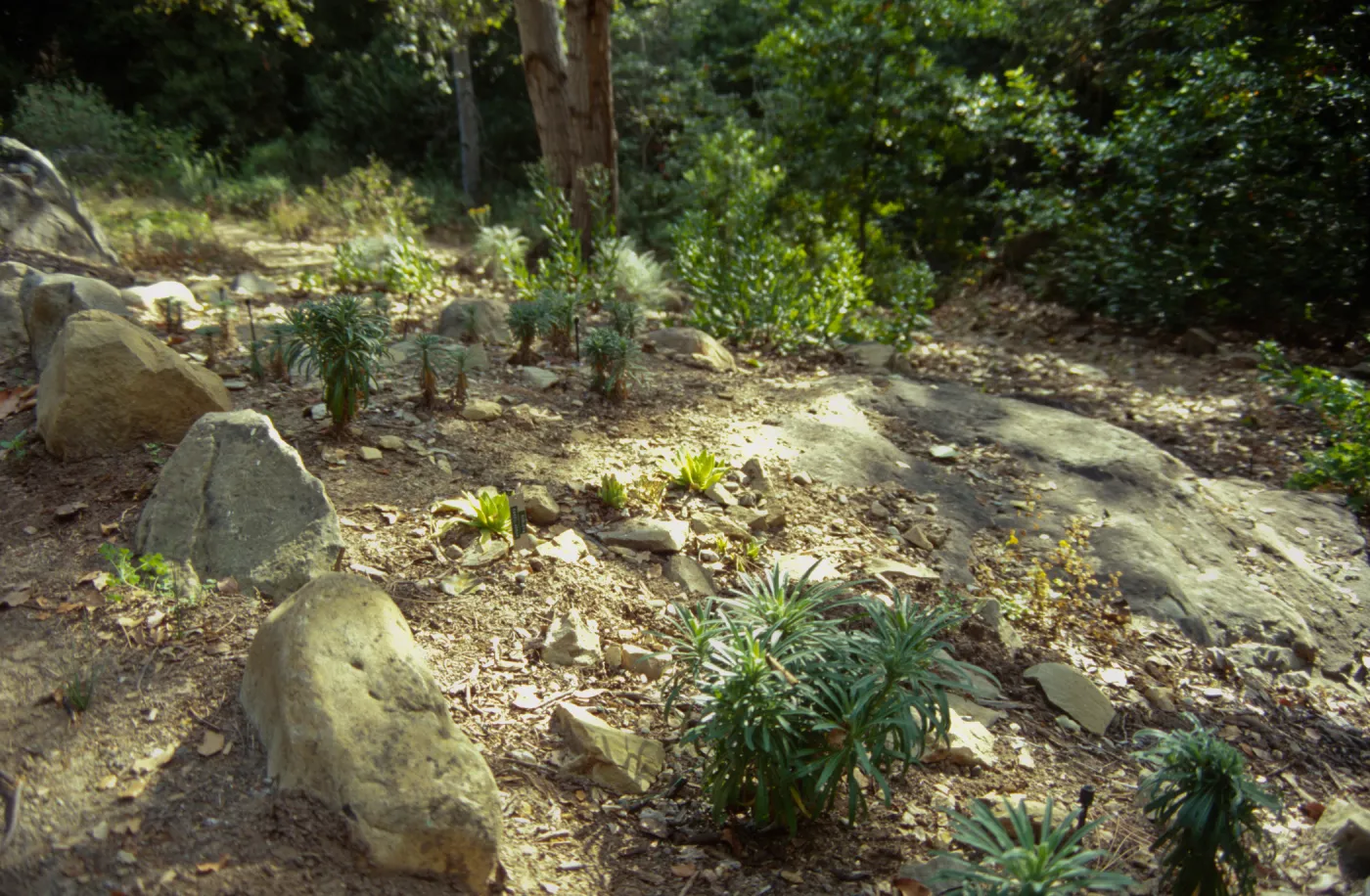 Island Section, rare plant display with Arabis hoffmannii