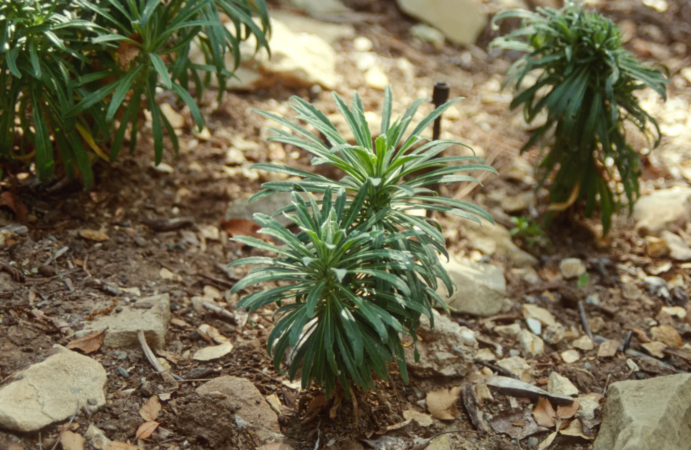 Island Section, rare plant display with Arabis hoffmannii