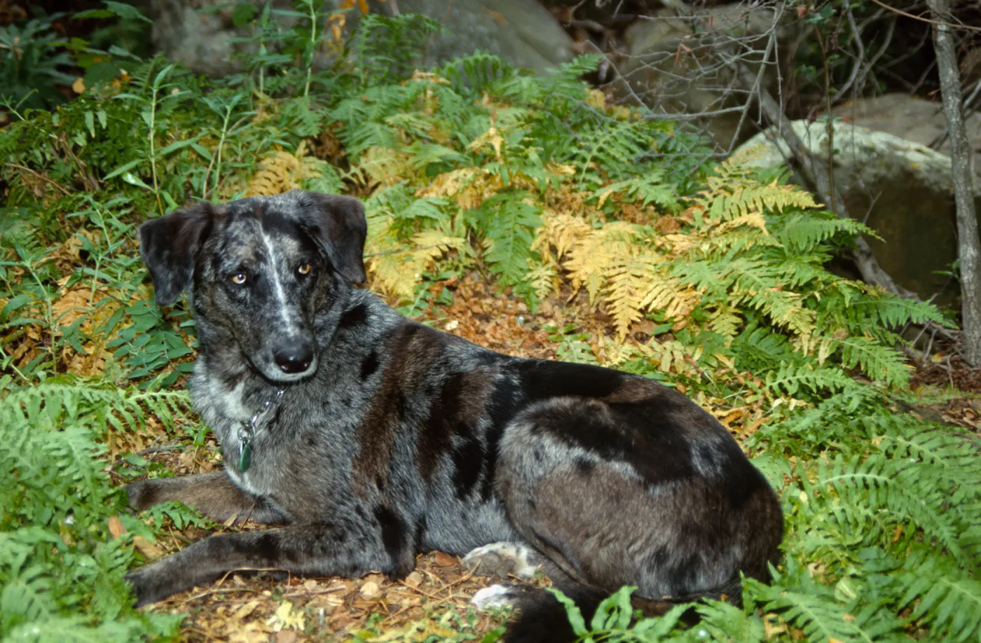 Dog laying in ferns