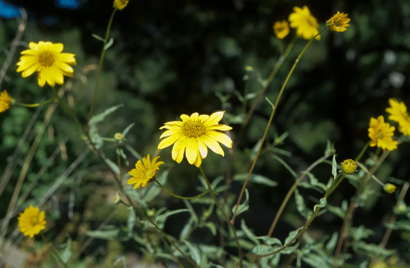 yellow sunflower