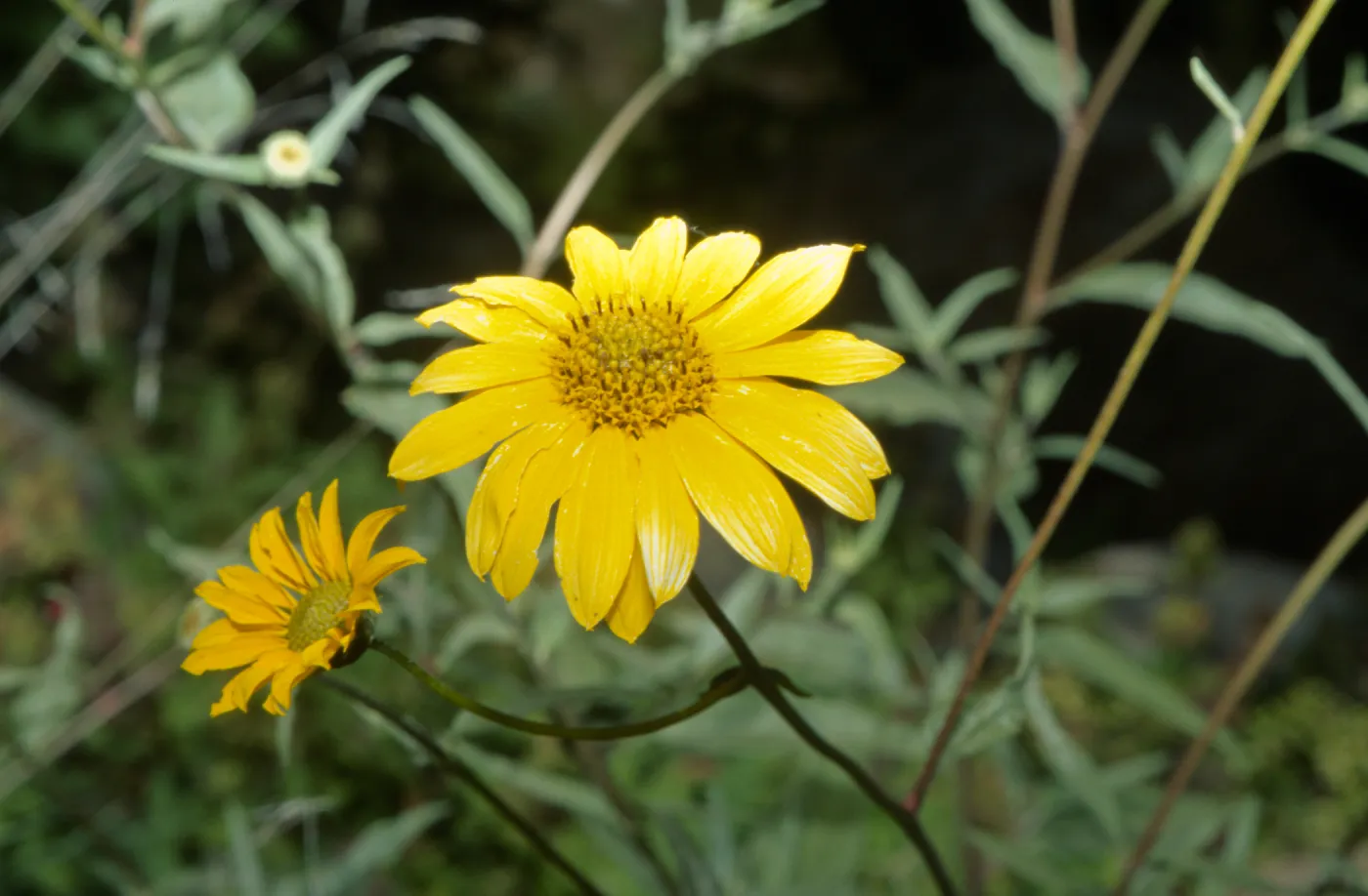 yellow sunflower