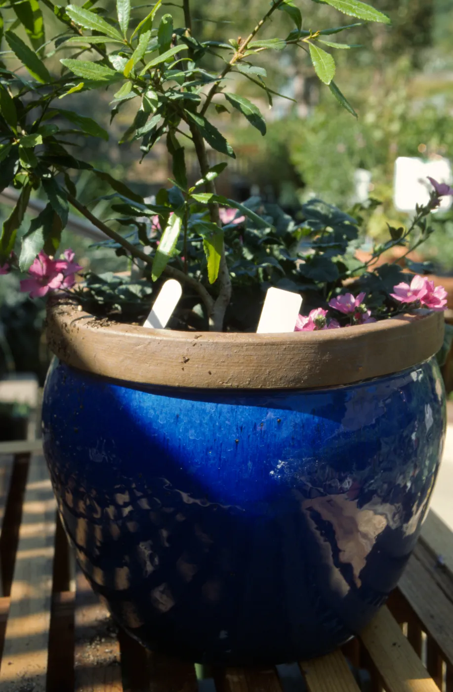 blue-glaze clay pot in the Garden Growers Nursery
