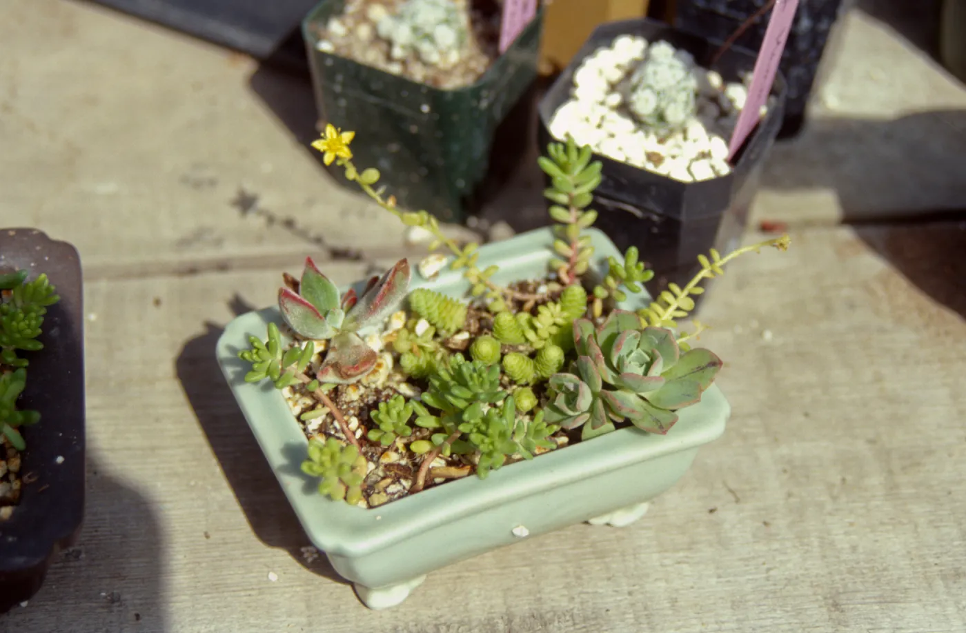 Garden Growers Succulent Dish Garden