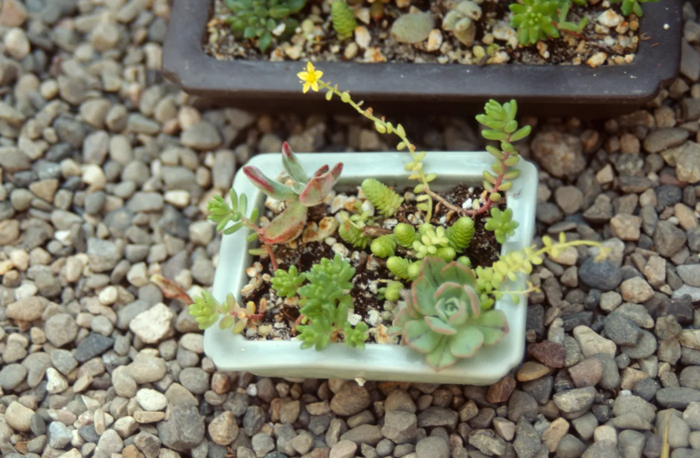 Garden Growers Dish Garden