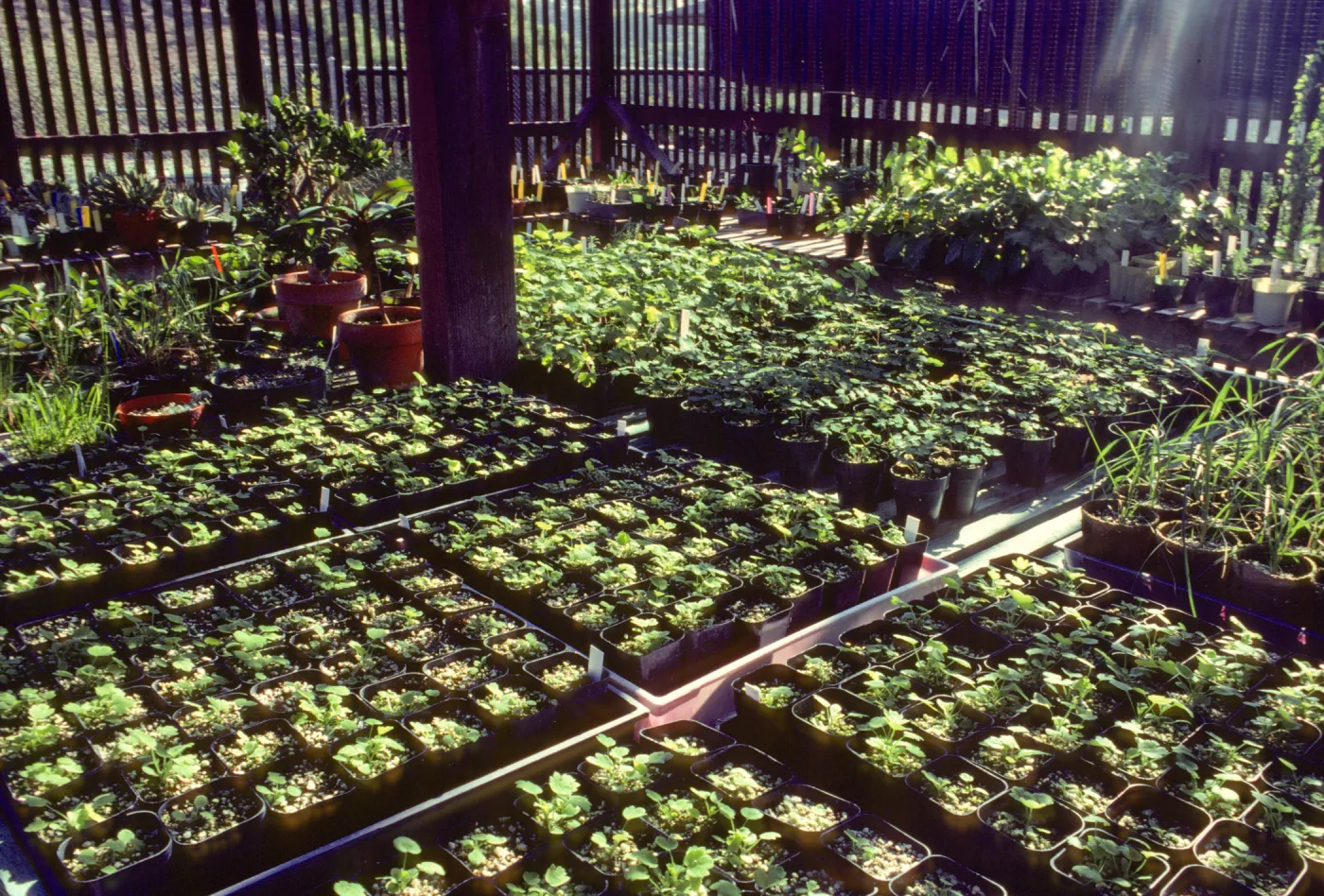 Horticulture Unit covered growing area, potted plants