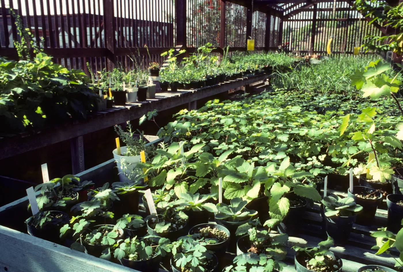 Horticulture Unit, potted plants growing on benches in lathe house