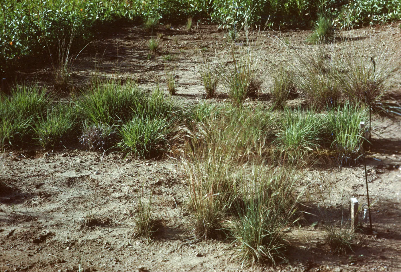Grass Test Plots