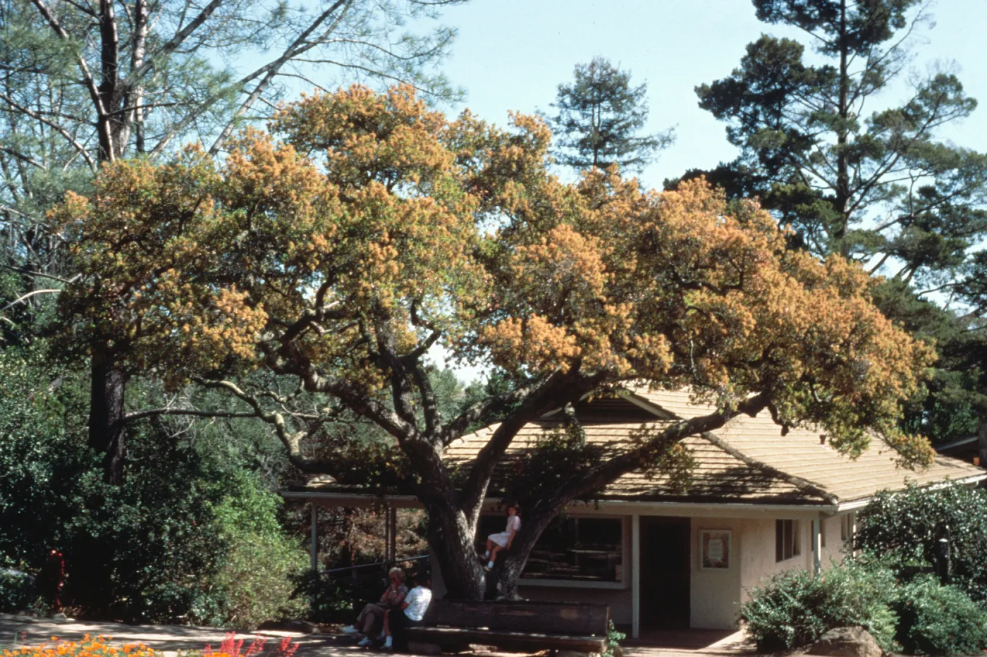 Entrance Oak and gift shop