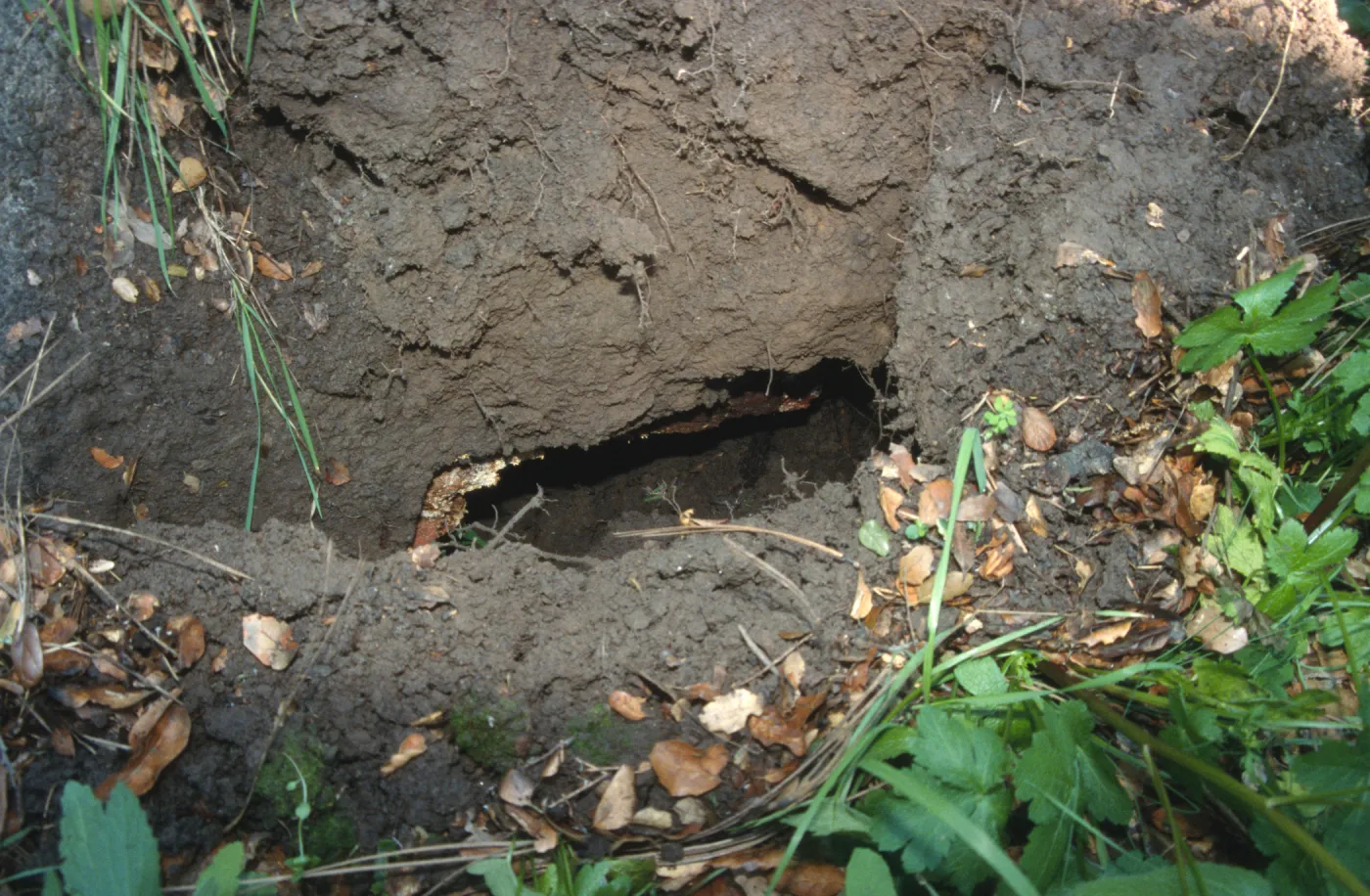 Uprooted tree location