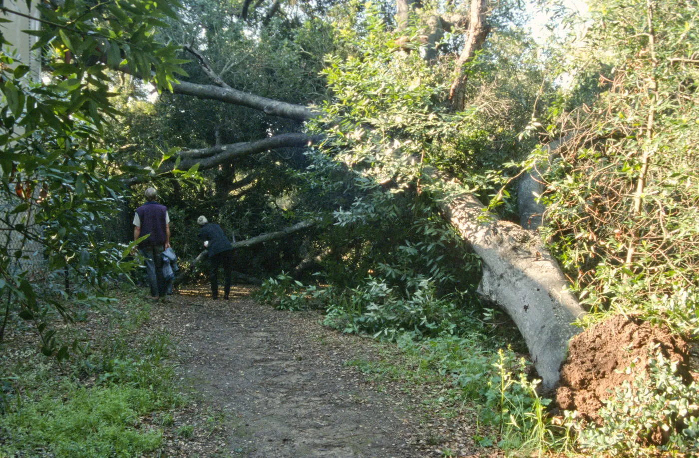 Uprooted tree, fell onto water well