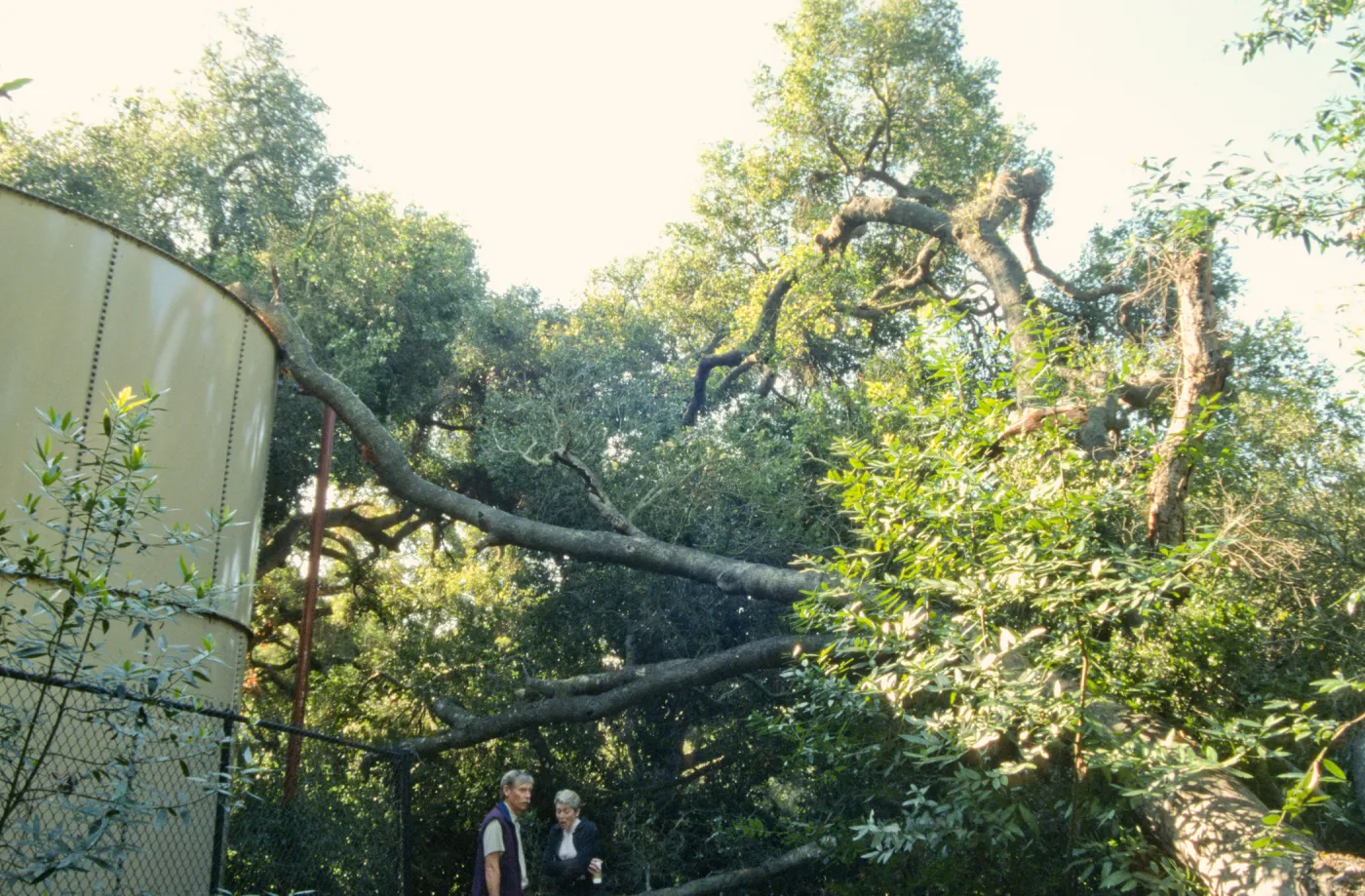 Uprooted tree, fell onto water well