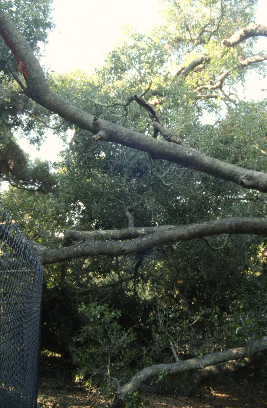 Uprooted tree, fell onto water well