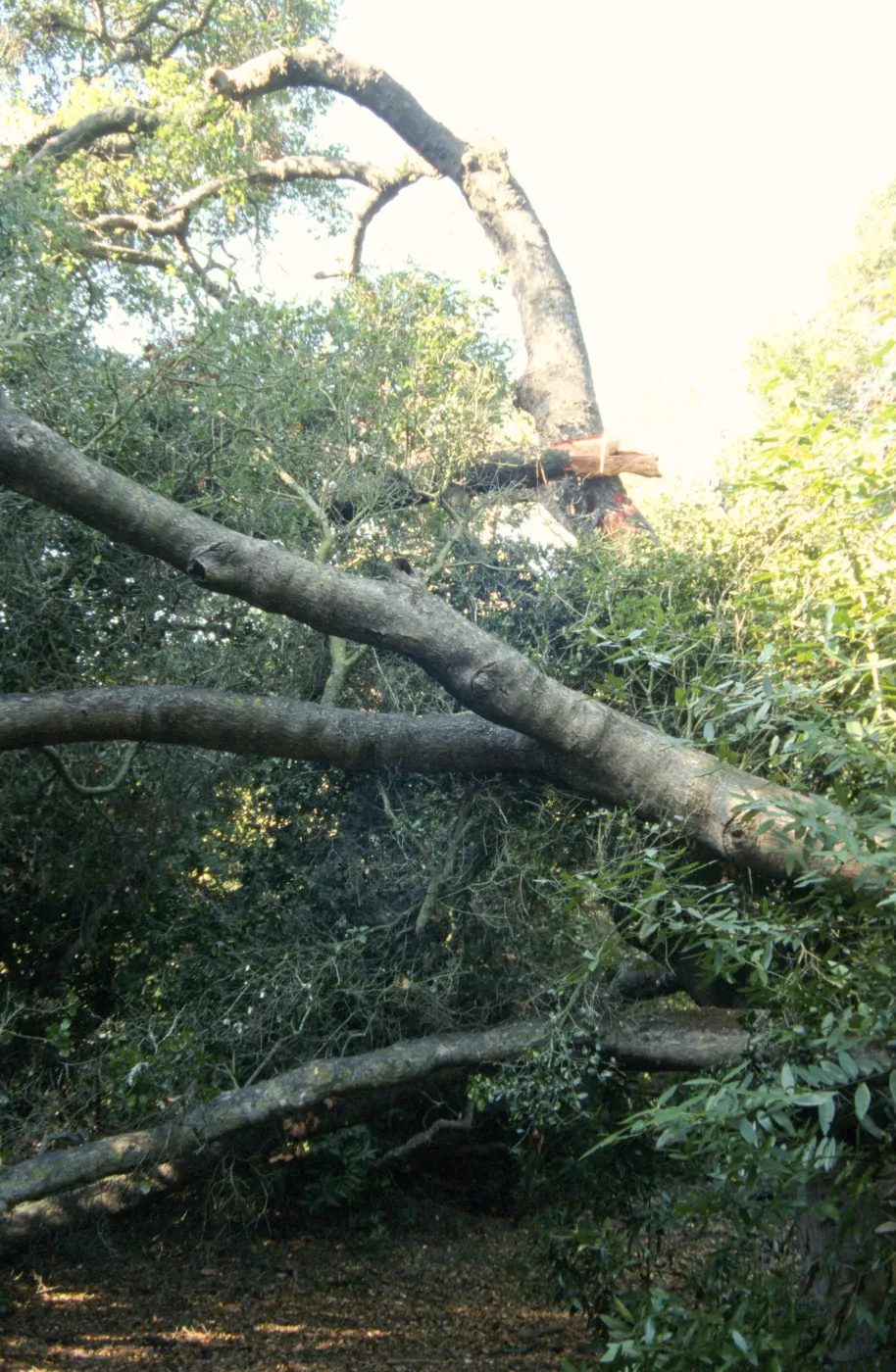 Uprooted tree, fell onto water well